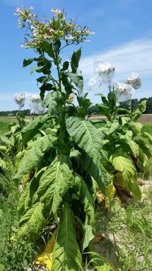 PLANT